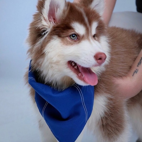 Single Fold Bandana - Picture 9 of 10